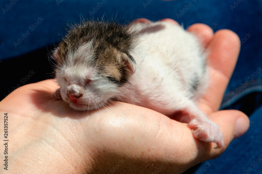 little defenseless kitten looking for a home and care little defenseless kitten looking for a home and care