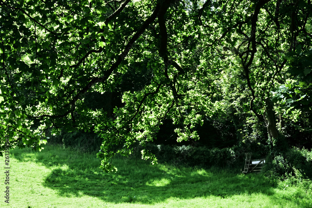 Woodland and Trees. Woodland and Trees.