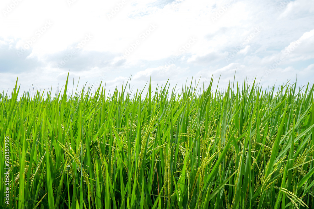 Asian fresh organic Jasmine Rice in the green paddy rice field on beautiful sunlight and blue sky background.Rustic and Countryside.Food,Agriculture,Nature landscape Concept.Copy space for text. Asian fresh organic Jasmine Rice in the green paddy rice field on beautiful sunlight and blue sky background.Rustic and Countryside.Food,Agriculture,Nature landscape Concept.Copy space for text.