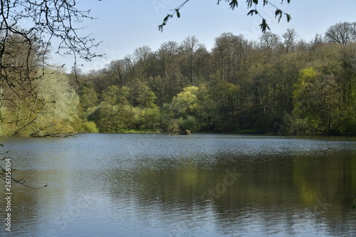 Reflet au Grand Etang de Clabots en forêt de Soignes à Auderghem photo