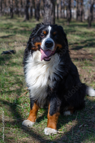 Happy bernese mountain dog in a beautiful spring pine forest © Zkolra