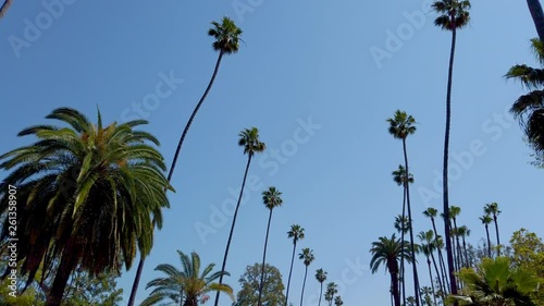 The Palm trees of Beverly Hills