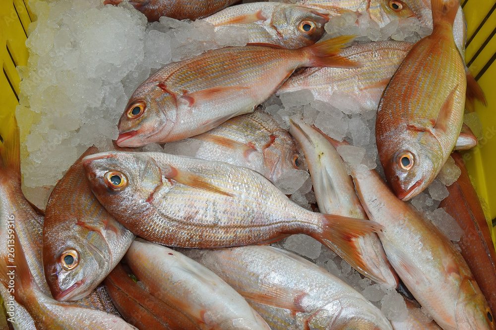 fresh saltwater fish on market counter in Acre fresh saltwater fish on market counter in Acre