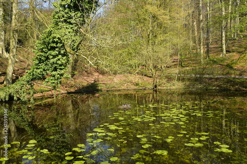 La marre aux nénuphars au milieu de la végétation luxuriante près de l'étang du Moulin au domaine de l'abbaye du Rouge-Cloître à Auderghem photo