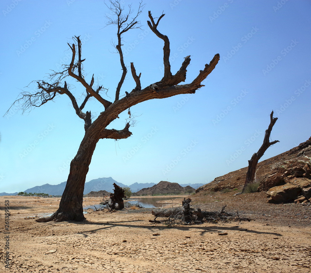 Arabian peninsula landscape, Dead tree in desert, Fujairah, United Arab Emirates
