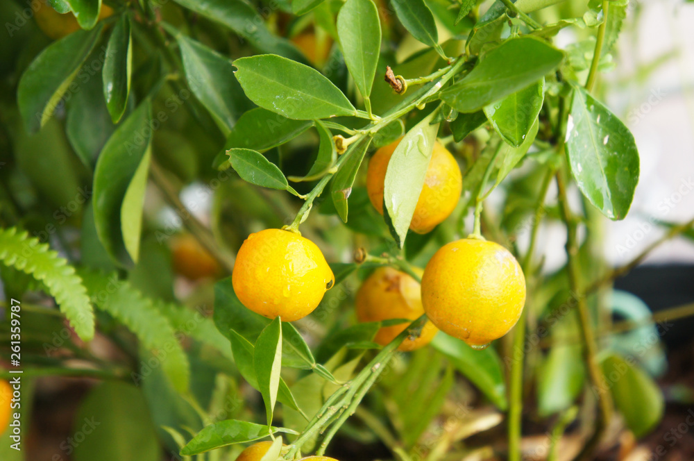 Tangerine orange fruits growing in tree