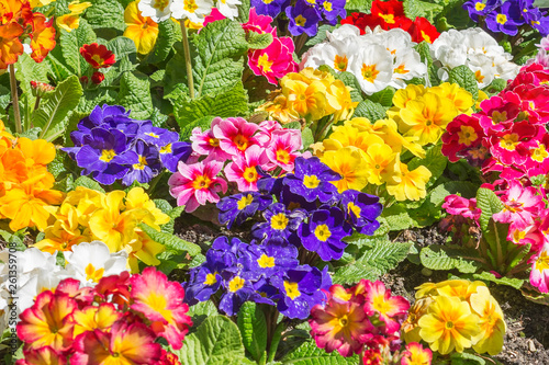 club with beautiful multicolored flowers, nature concept © Aleksey 159