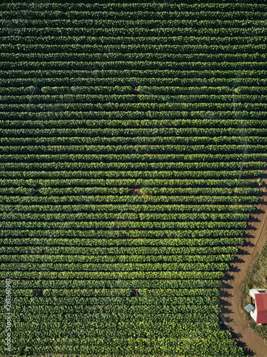 Aerial front view of tobacco growing fields. Straight parallel lines of tobacco growing. Natural texture