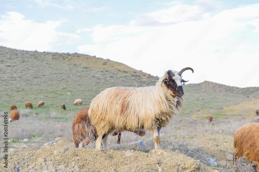 Obraz premium Sheep graze in the meadow in summer