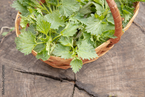 Beautiful spring young nettle. Fresh nettle leaves for salad or tea.