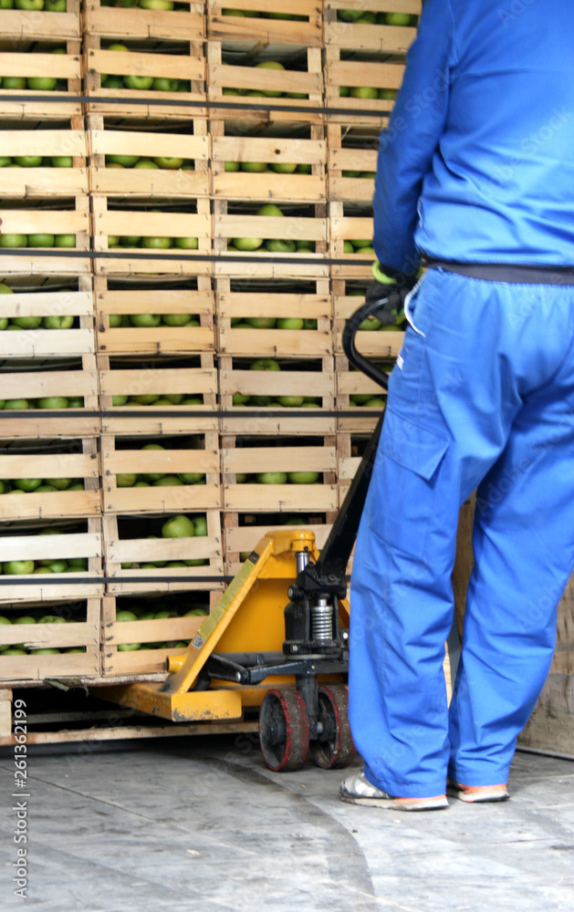 Fototapeta premium Storage space in a truck full of apples, worker pulling out fruit