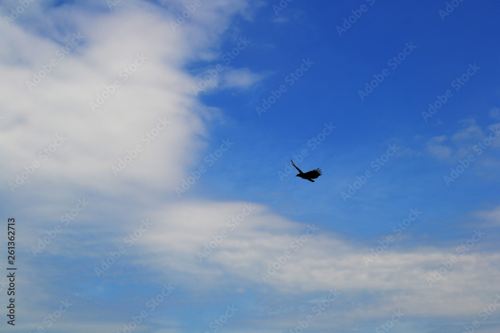 bird flying