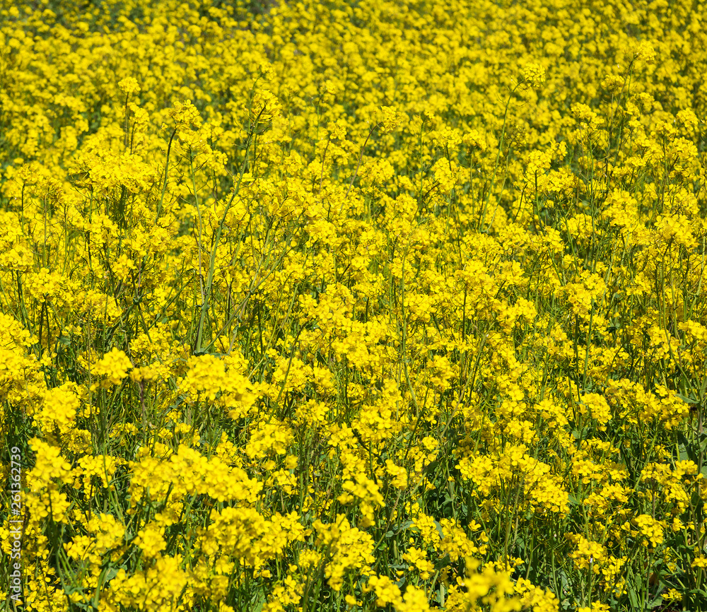 Yellow rape seeds