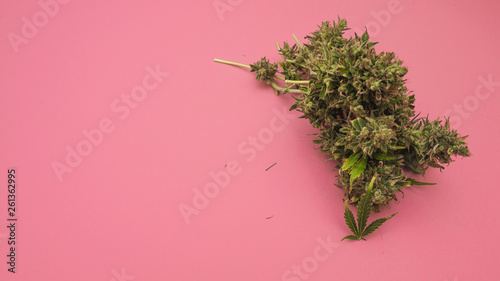 harvest of marijuana bud on pink background. photo