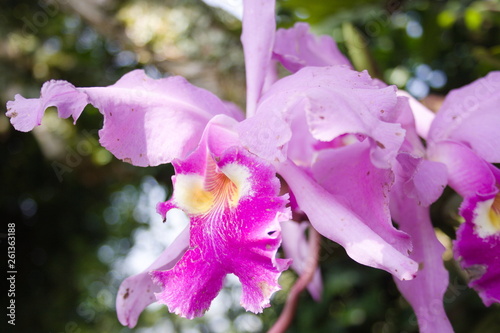 Orchid, beautiful flower useful for decoration in addition to a nice detail for any occasion