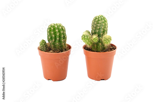 Cactus isolated on a white background