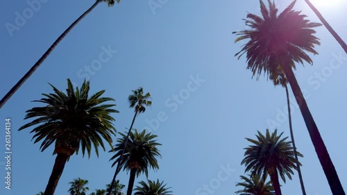 Palm Tree Alley - typical for Beverly Hills