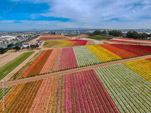 Aerial view of Carlsbad Flower Fields. tourist can enjoy hillsides of colorful Giant Ranunculus flowers during the annual bloom that runs March through mid May. Carlsbad, California, USA photo