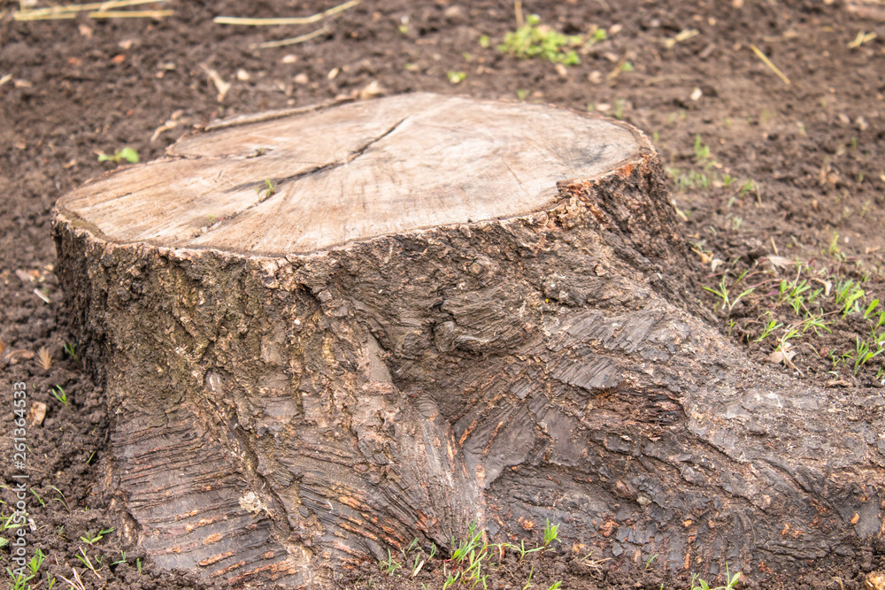 stump. Brown stump on the nature.