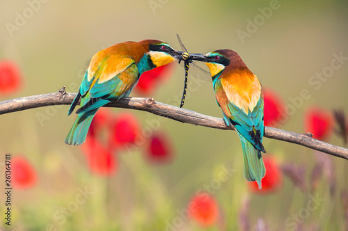 Bee eaters fighting for dragonfly photo