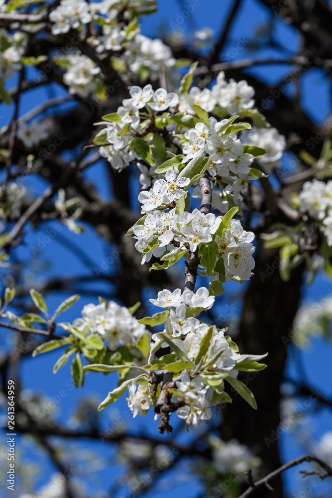 Obraz premium Close up of light pink white pear tree flowers in full bloom in a garden in a sunny spring day, floral background