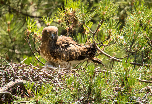 Furious wild eagle sitting near little bird in nest between coniferous twigs