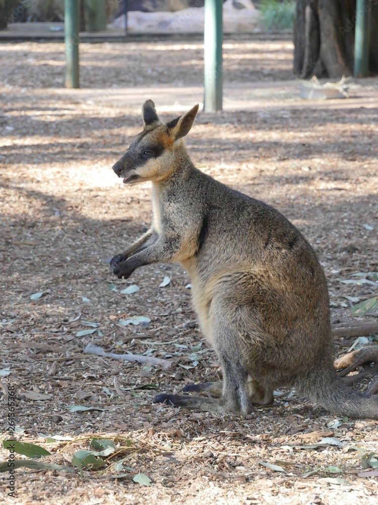 kangaroo in australia kangaroo in australia