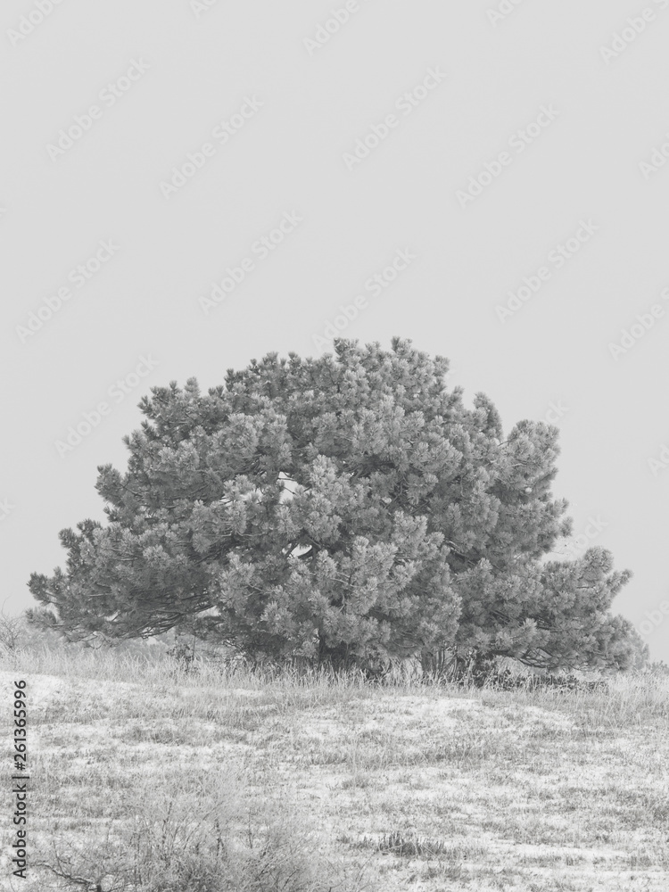 single nig tree in a winter landscape