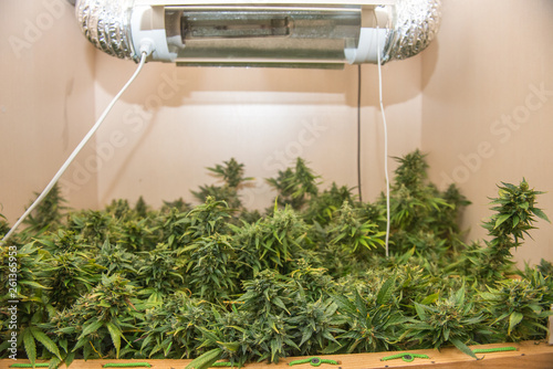 ripe cannabis bushes ready to harvest. indoor harvest. photo