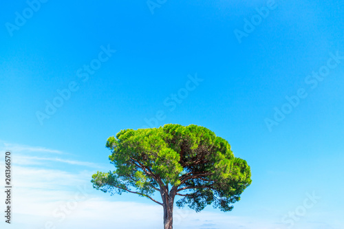 A tree against blue sky