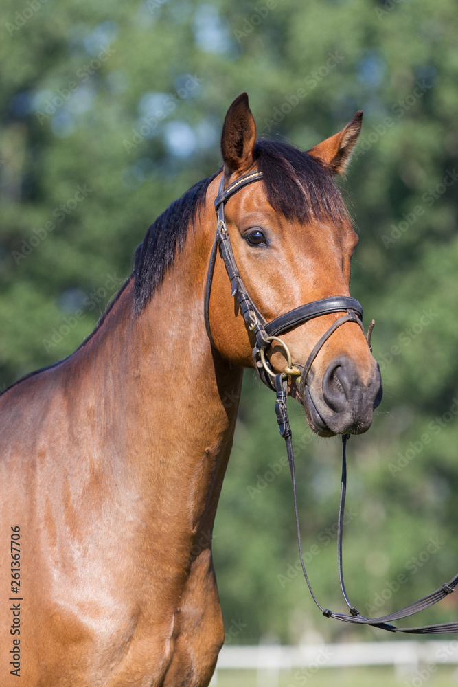 Fototapeta premium Portret konia gorącokrwistego