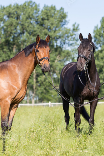 Pferde auf einer Wiese Warmblüter