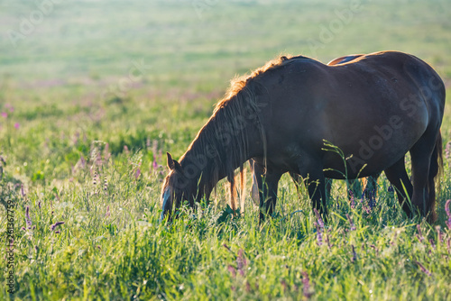 Horse on grazing in countryside on sunny day
