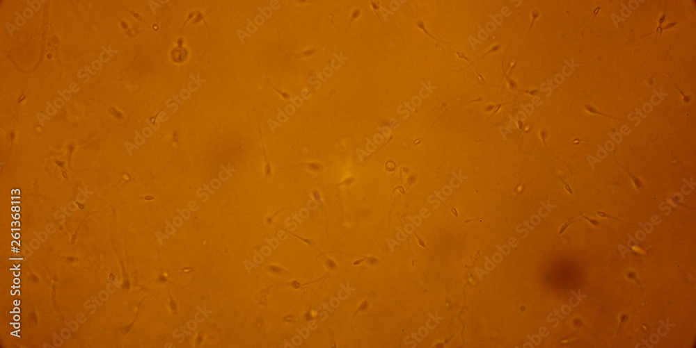 Bio Mikro Welt der Kleinsten Dinge Bio Mikro Welt der Kleinsten Dinge