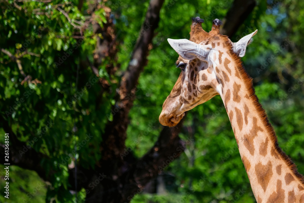 Close up head of Kordofan giraffe or camelopardalis antiquorum Close up head of Kordofan giraffe or camelopardalis antiquorum