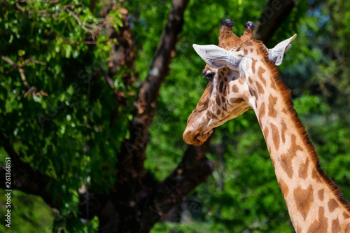 Close up head of Kordofan giraffe or camelopardalis antiquorum