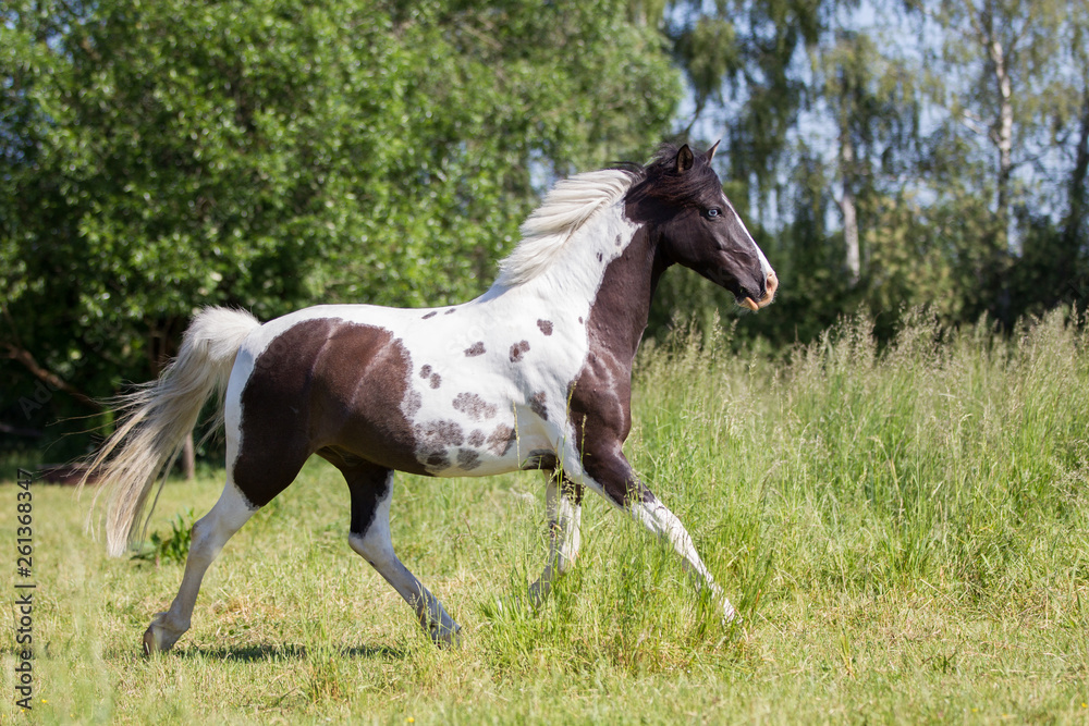 Hübsches geschecktes Lewitzer Pony Pferd trabt über eine schöne sommerliche Wiese, Schecke Wallach auf der weide; geflecktes Pferdchen Hübsches geschecktes Lewitzer Pony Pferd trabt über eine schöne sommerliche Wiese, Schecke Wallach auf der weide; geflecktes Pferdchen