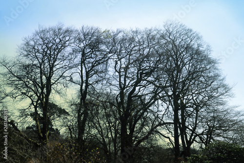 Woodland and Trees.