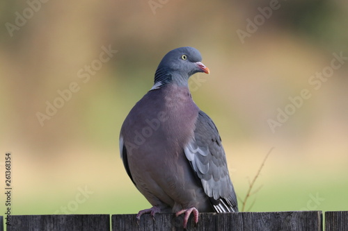 Wood Pigeon on Fence 2