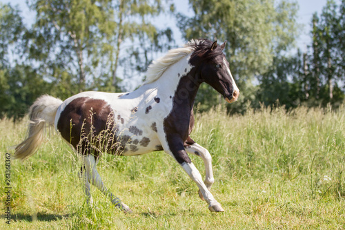 Pferde hübsches Lewitzer Pony galoppiert auf einer Weide im Sommer Schecke Pinto bunt zierlich 