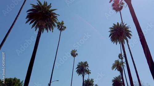 The Palm trees of Beverly Hills