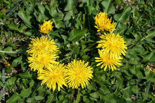 Close up of a group of fresh yellow dandelion or Taraxacum flowers or  in a spring garden on green blurred background