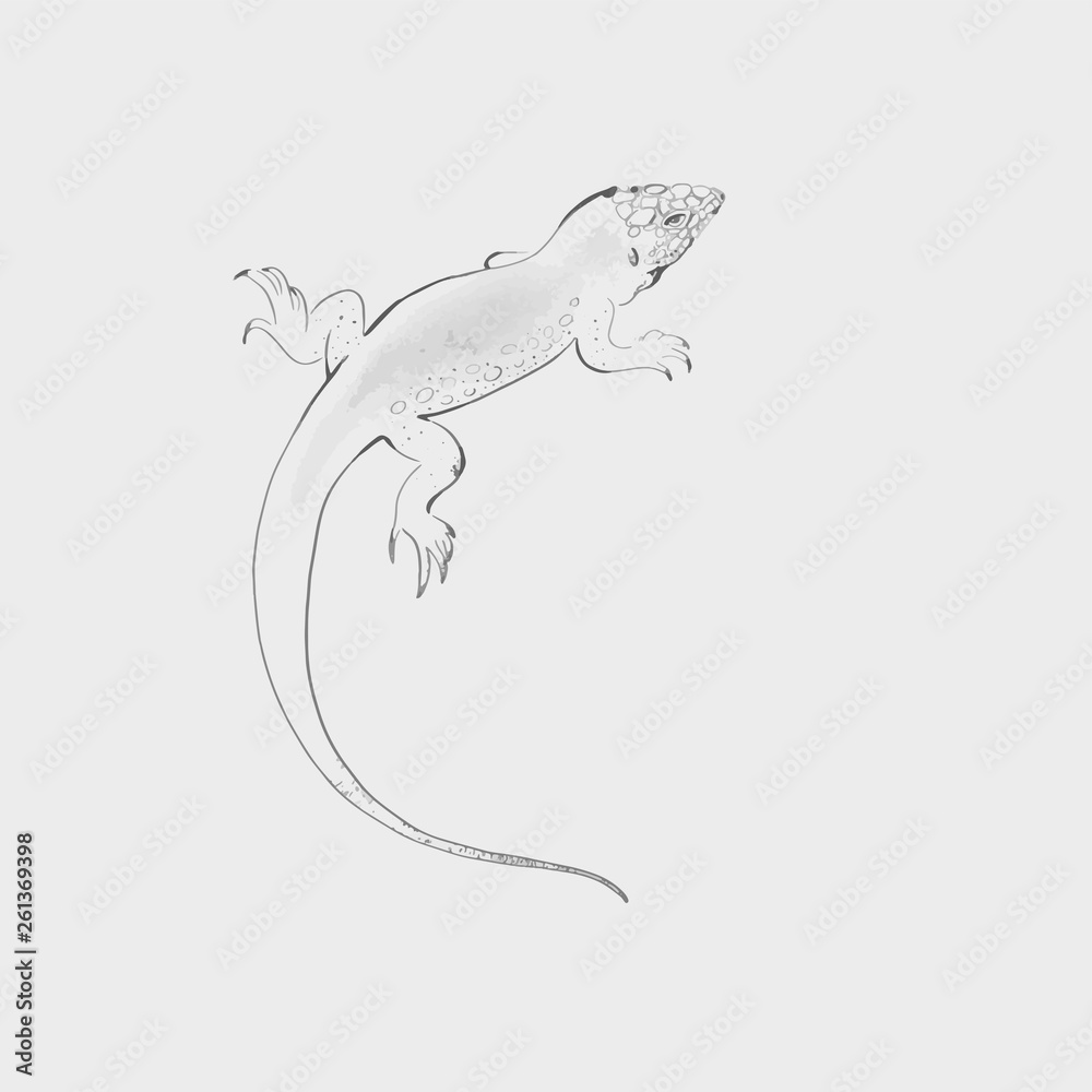 lizard vector illustration
