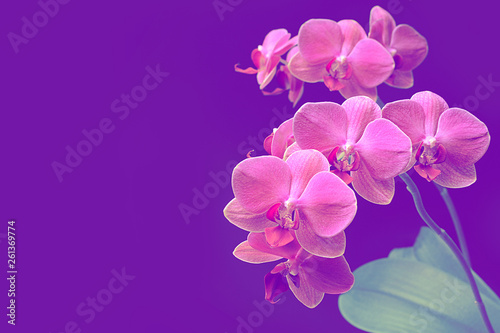 Pink orchid phalaenopsis on purple background. Branch of orchid. Bouquet.