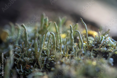 Moss and lichen photo