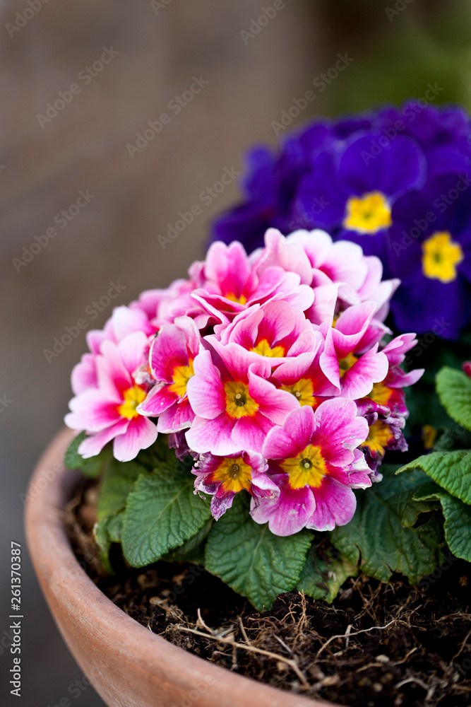 Primula pink and blue potted flowers.