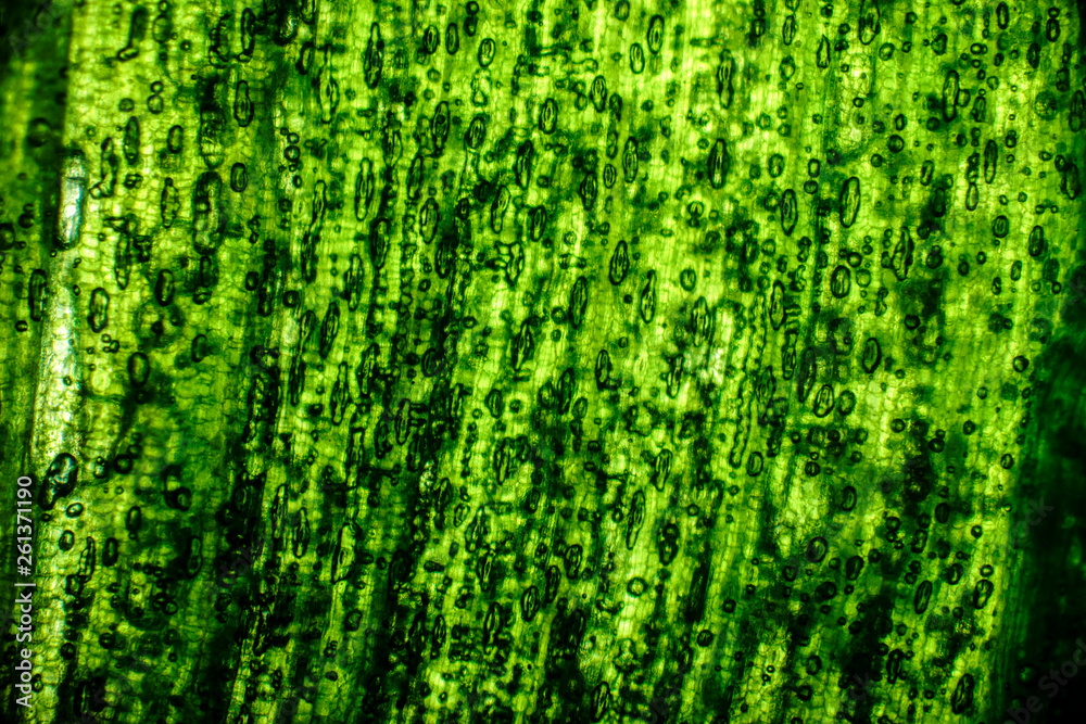 Fototapeta premium Bio Mikro Welt der Kleinsten Dinge