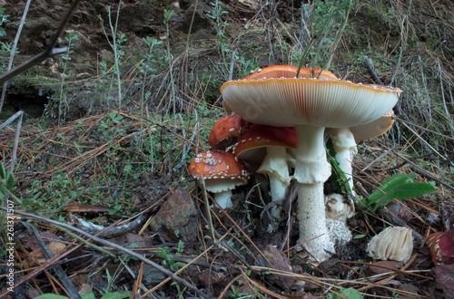 Fotografie Hongos Reino Fungi