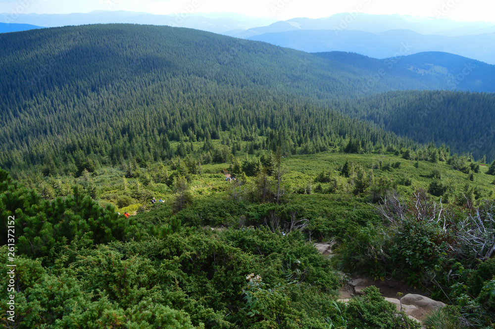 Carpathian mountains, Ukraine: Way to Hoverla, the highest Ukrainian mountain, in cloudy summer day