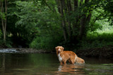 the dog is standing in the water. Pet at the river in nature. Nova Scotia Duck Tolling Retriever, Toller